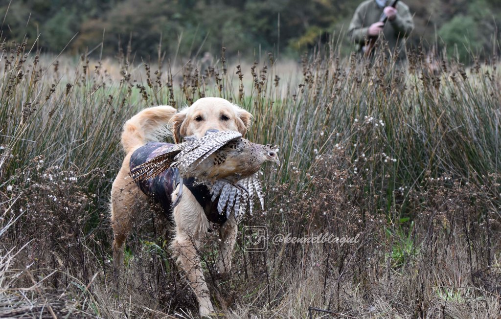 1gundog