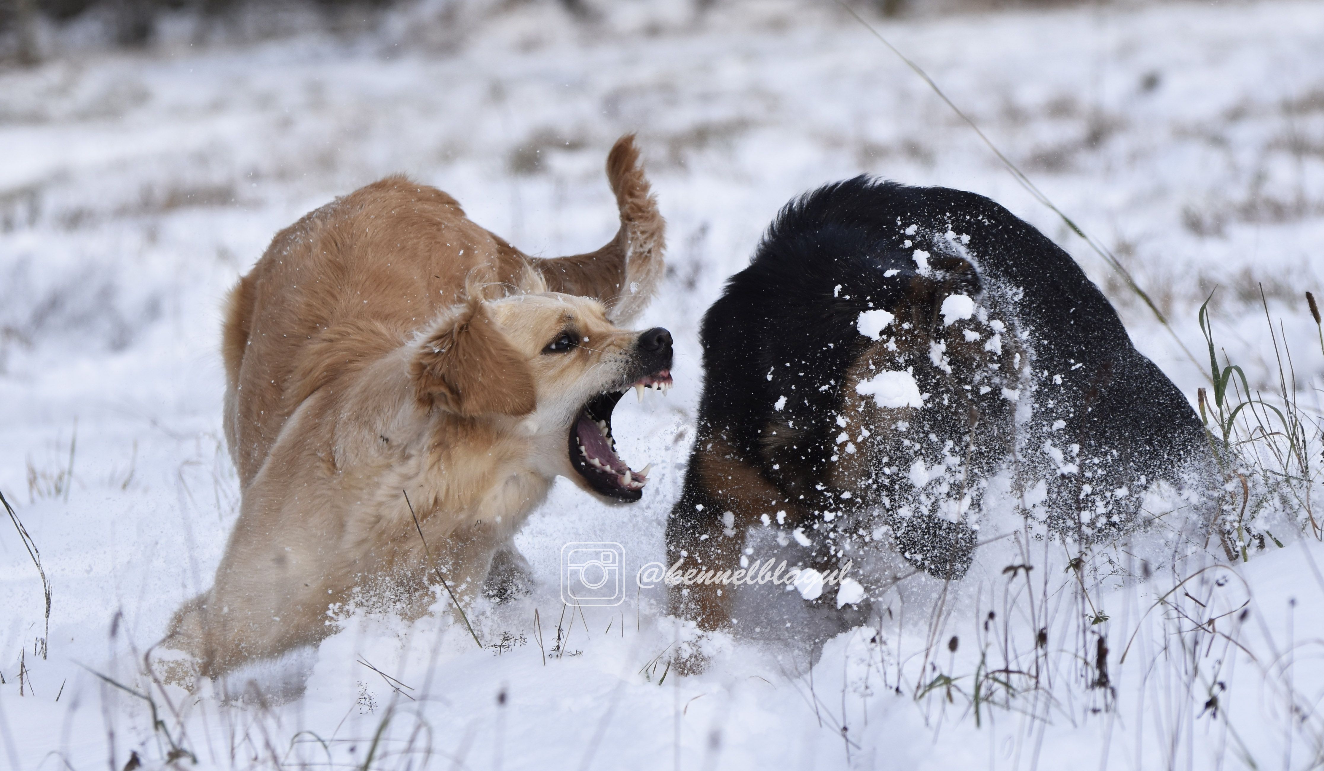 Hämnd är ofta som att bita en hund innan den bitit dig