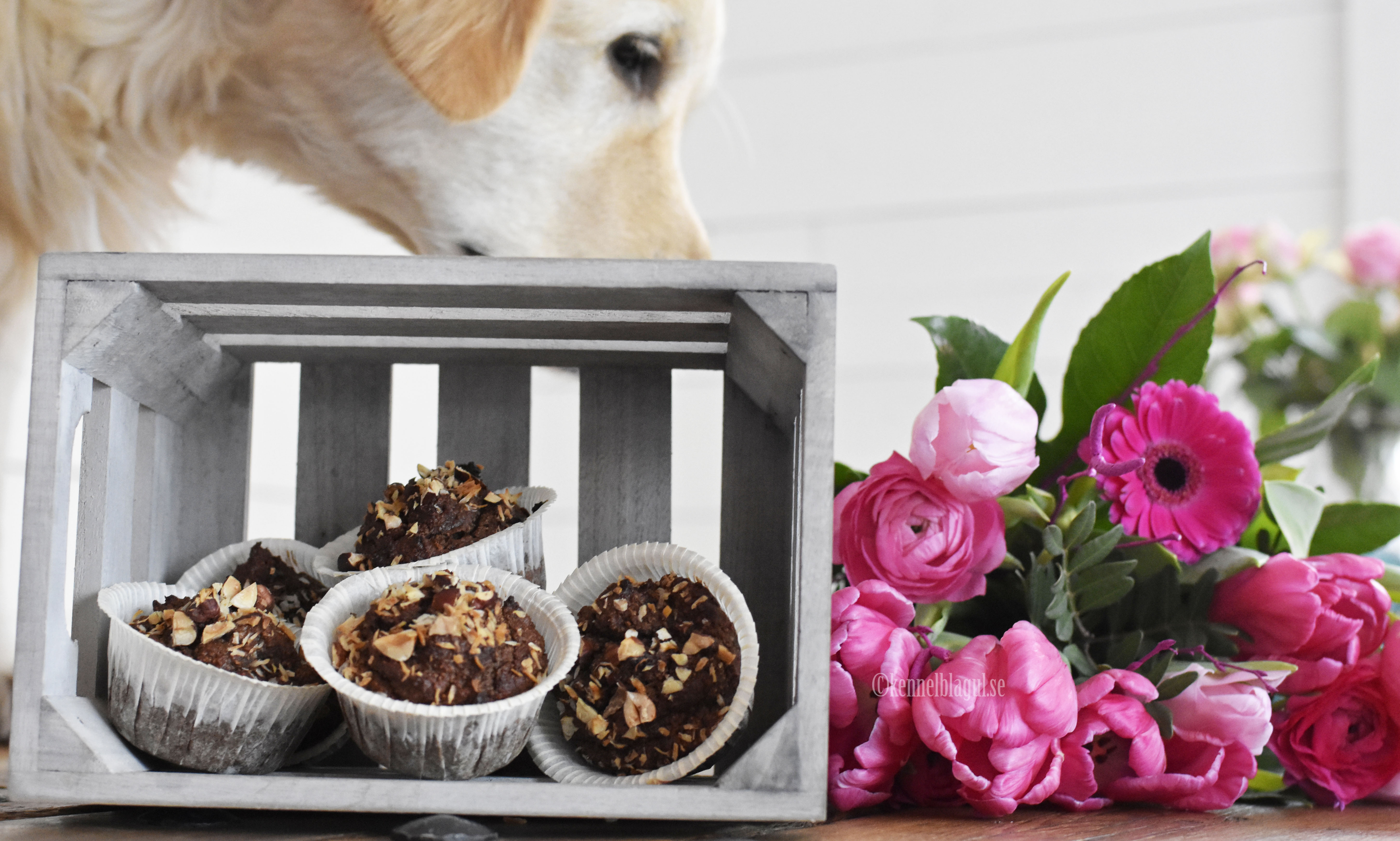 1chokladmuffins.jpg