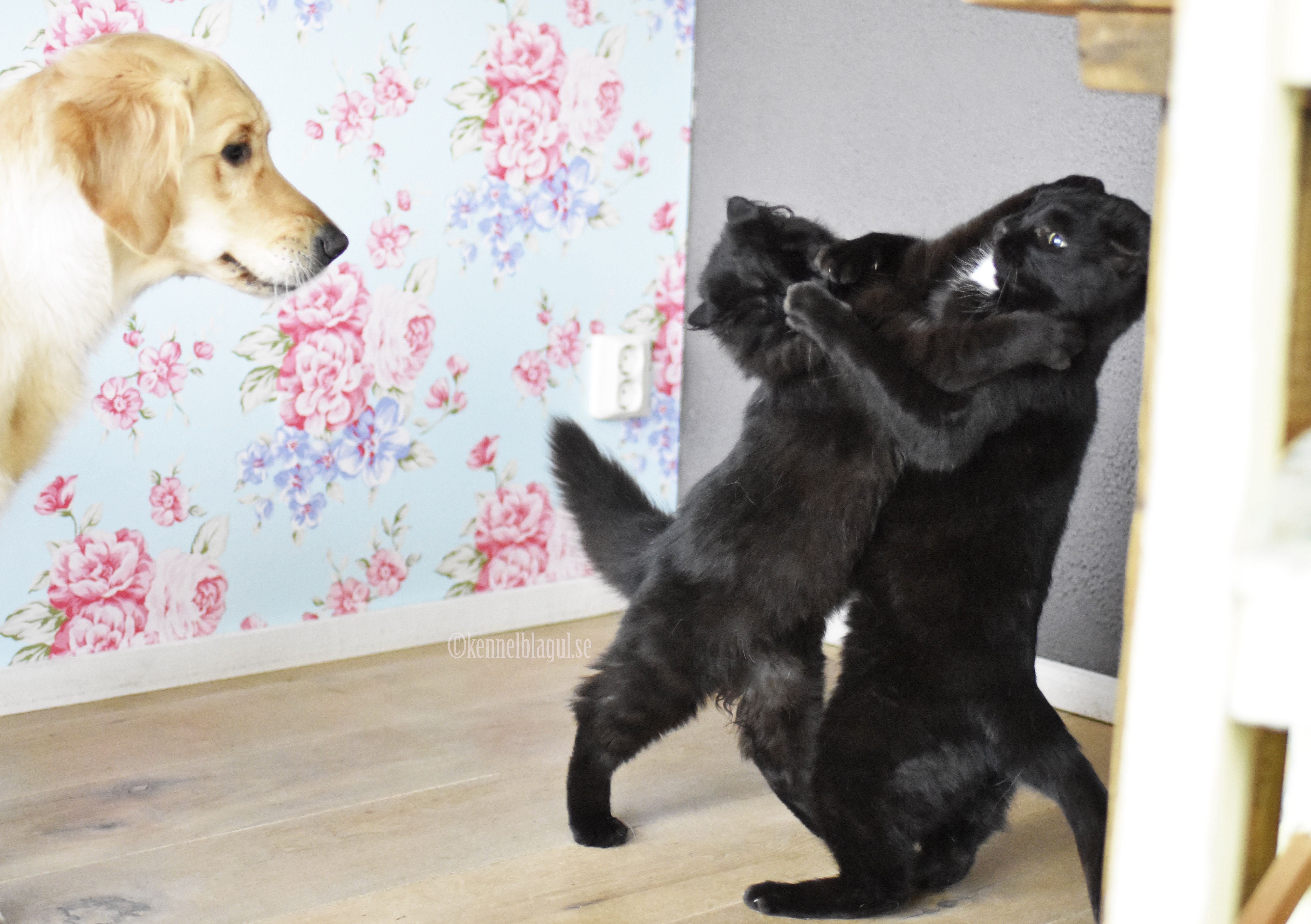 Dansa som om ingen ser dig sjung som om ingen lyssnade och lev som om varje dag var din sista.jpg