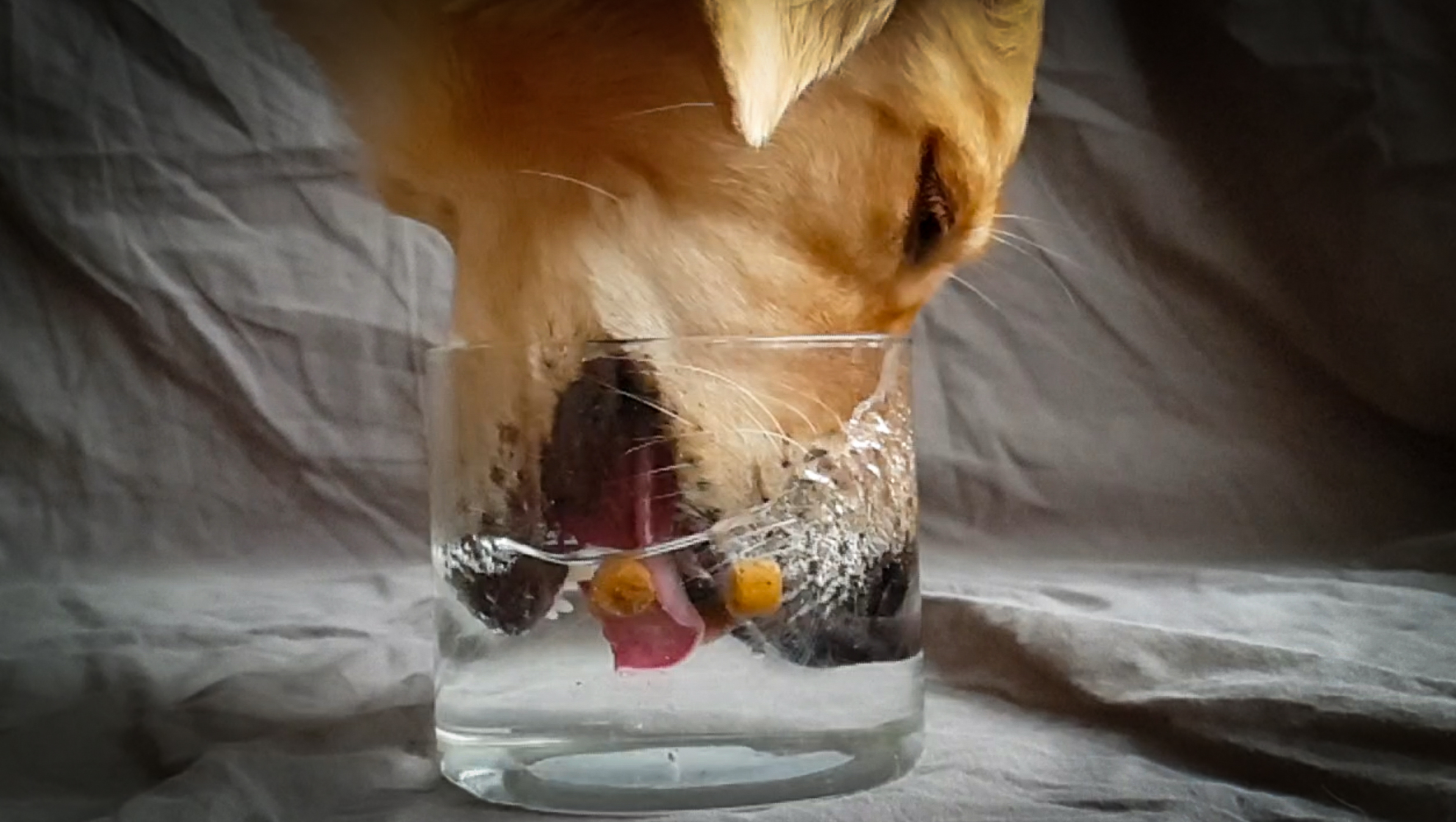 Screenshot_20190131-153054_Slow motion editor.jpg