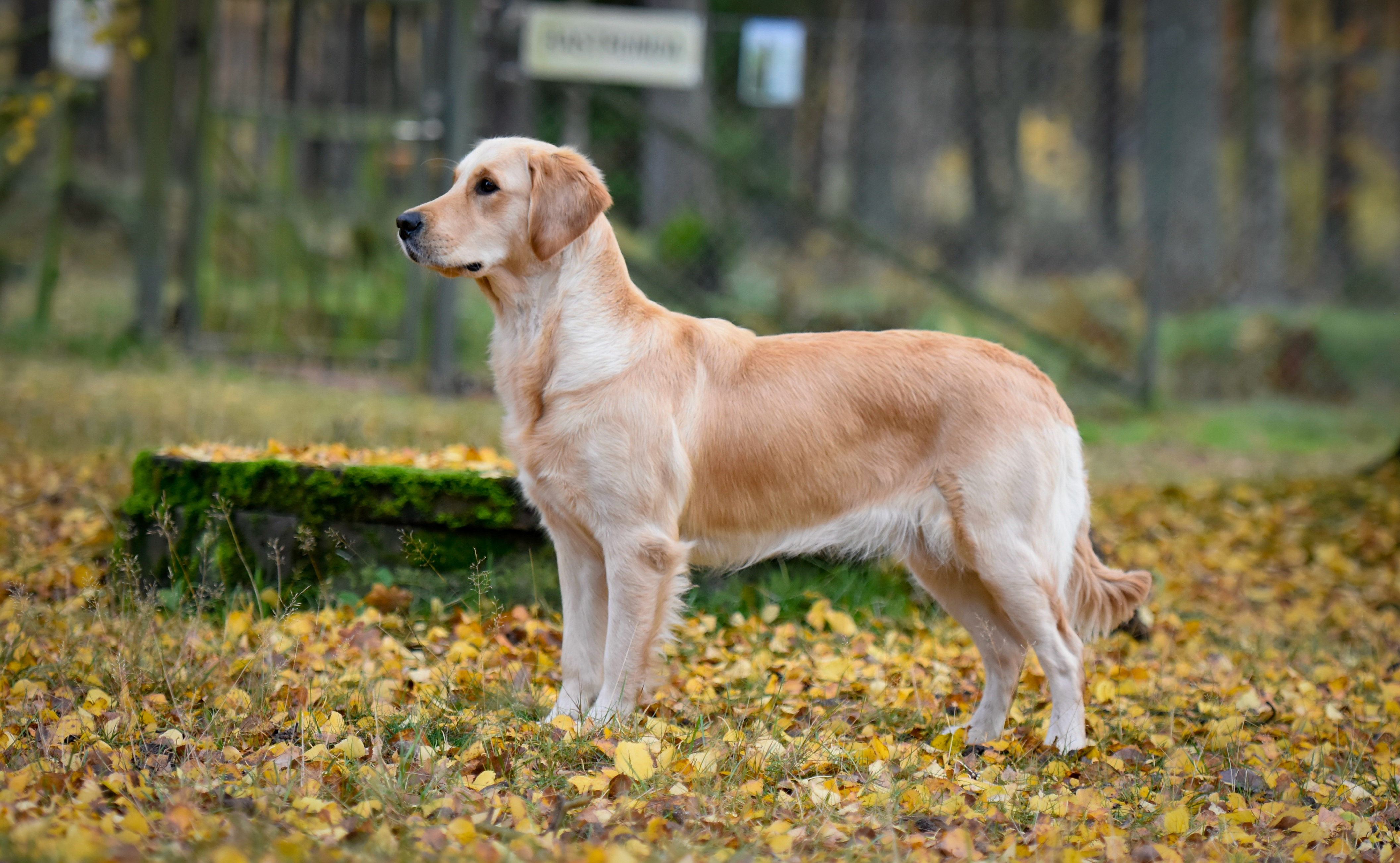 Mali