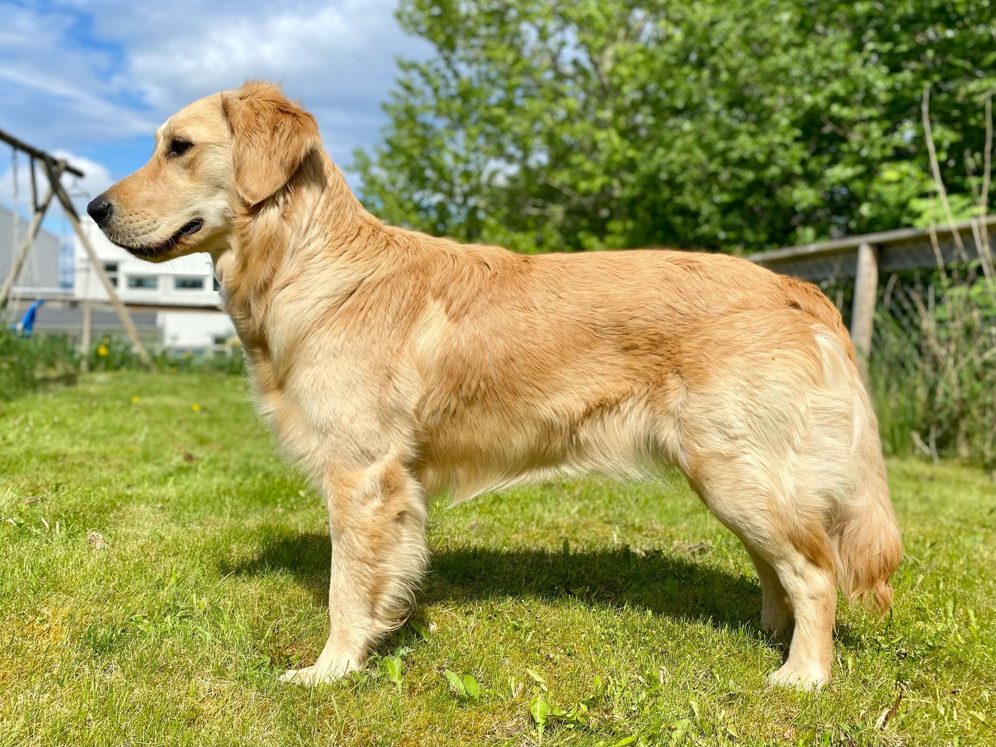 ellie