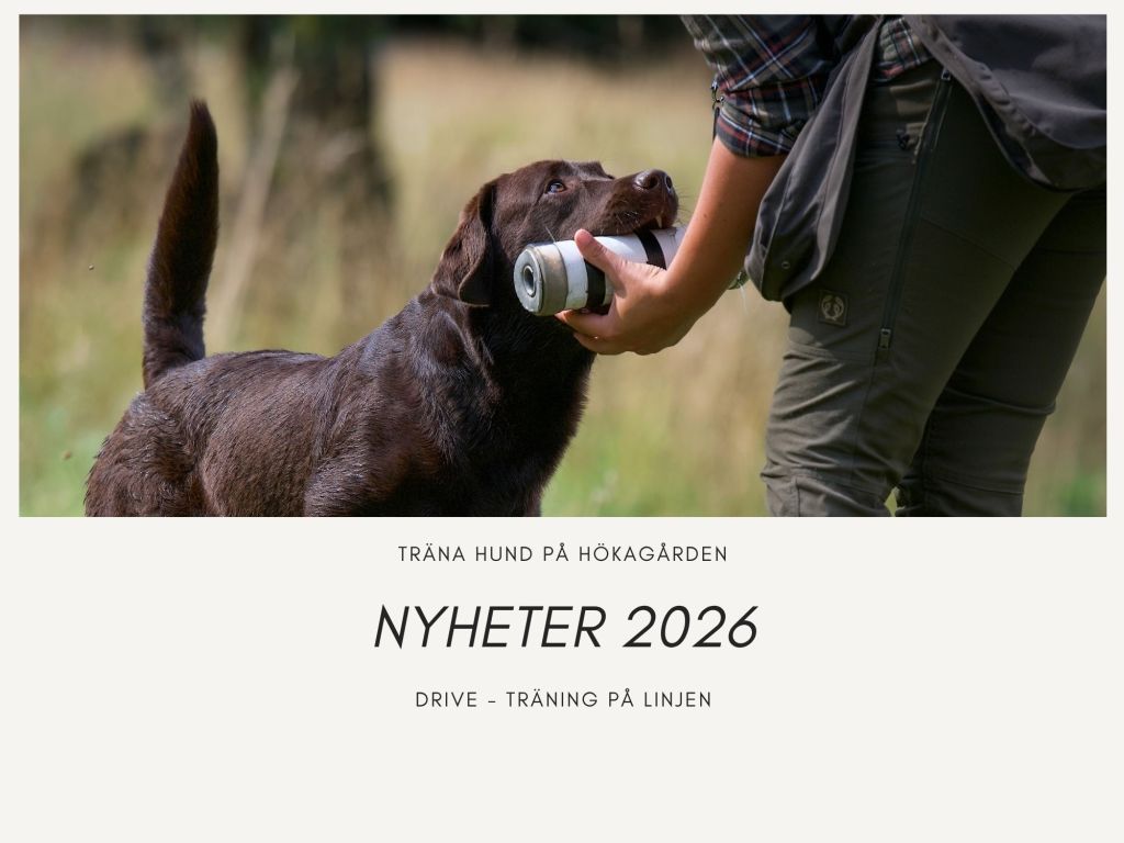 Hökagården erbjuder drive-träning för hundar i&nbsp;höst