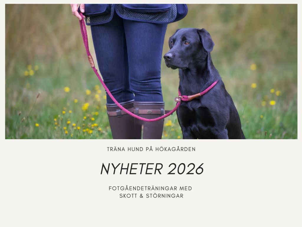 FOTGÅENDE MED SKOTT &&nbsp;STÖRNING